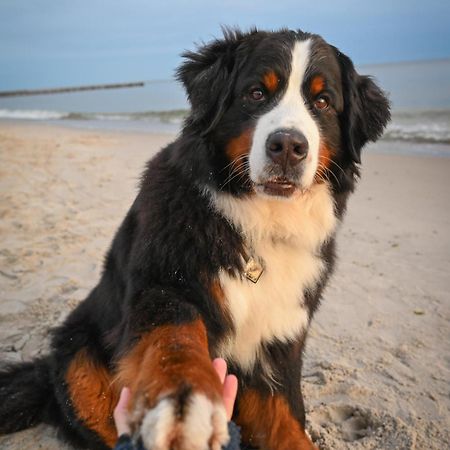 Dogs Welcome! Domek Na Zacisznej Pogorzelica  Dış mekan fotoğraf