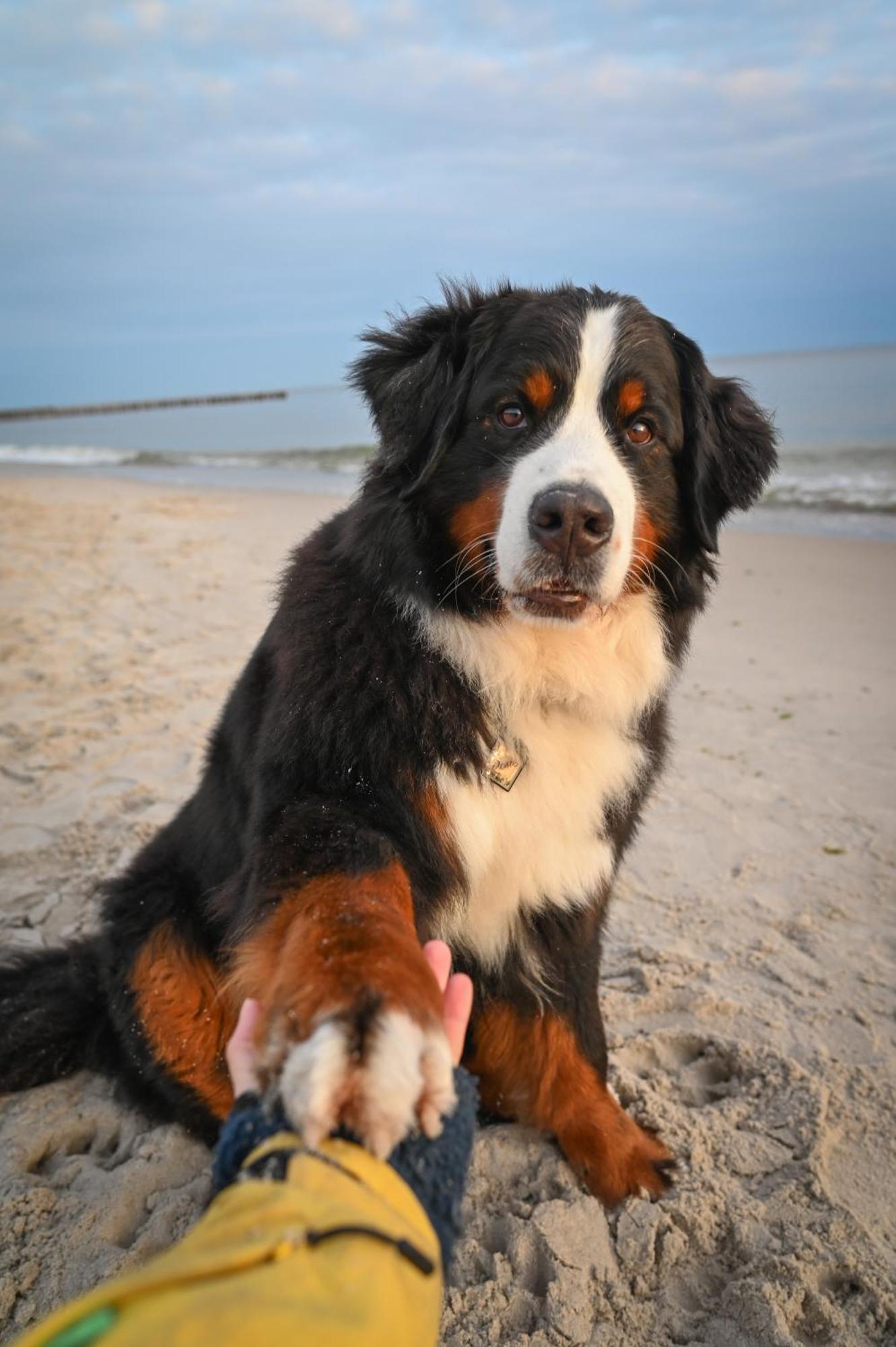 Dogs Welcome! Domek Na Zacisznej Pogorzelica  Dış mekan fotoğraf
