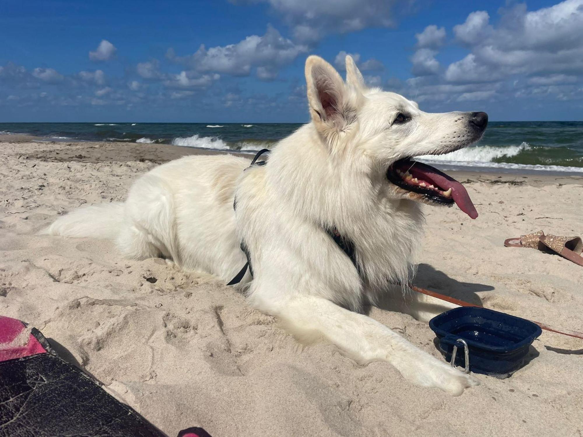Dogs Welcome! Domek Na Zacisznej Pogorzelica  Dış mekan fotoğraf